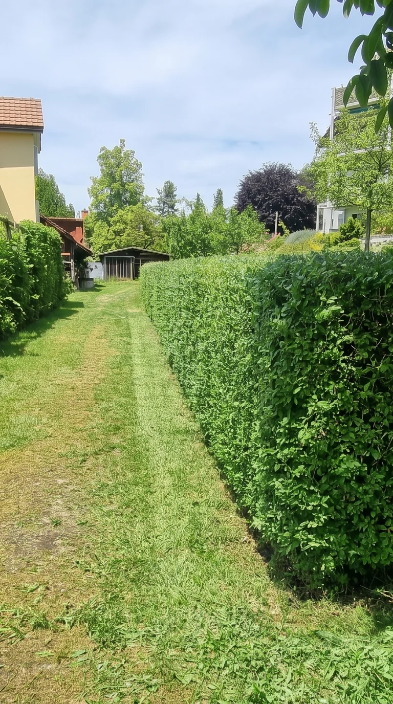 Gerade geschnittene Hecke entlang eines freien Graswegs in Gelfingen.