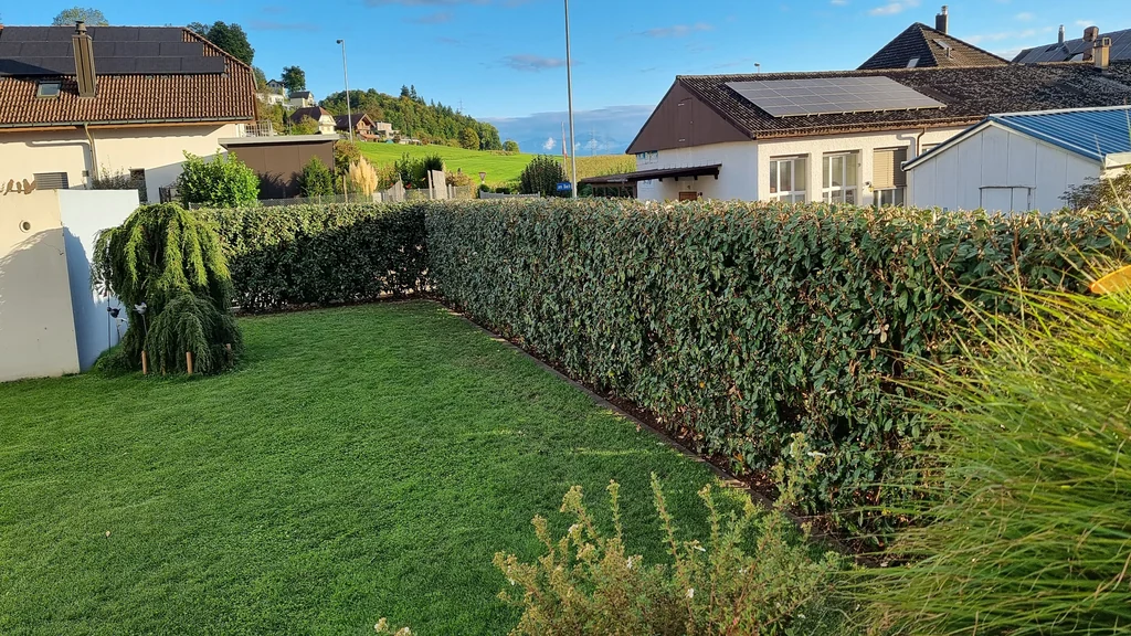 Lange Gartenhecke an der Grundstücksgrenze, gleichmässig geschnitten.