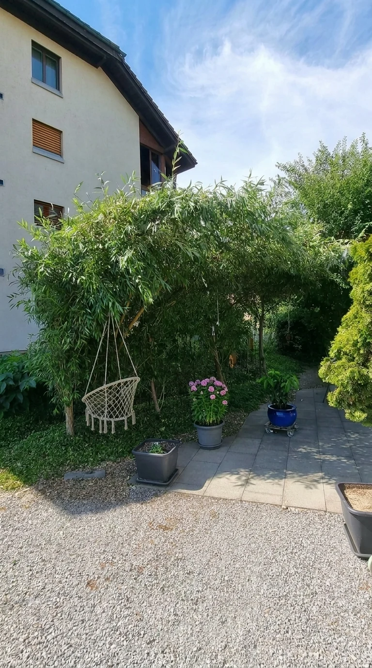 Der Weidensichtschutz nach dem Schnitt: gleichmässige Form und freier Plattenweg.